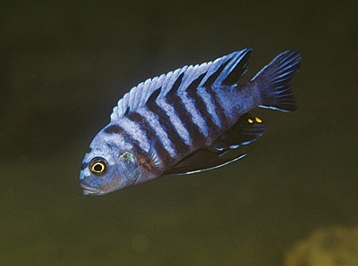 Cynotilapia zebroides 'Metangula'
